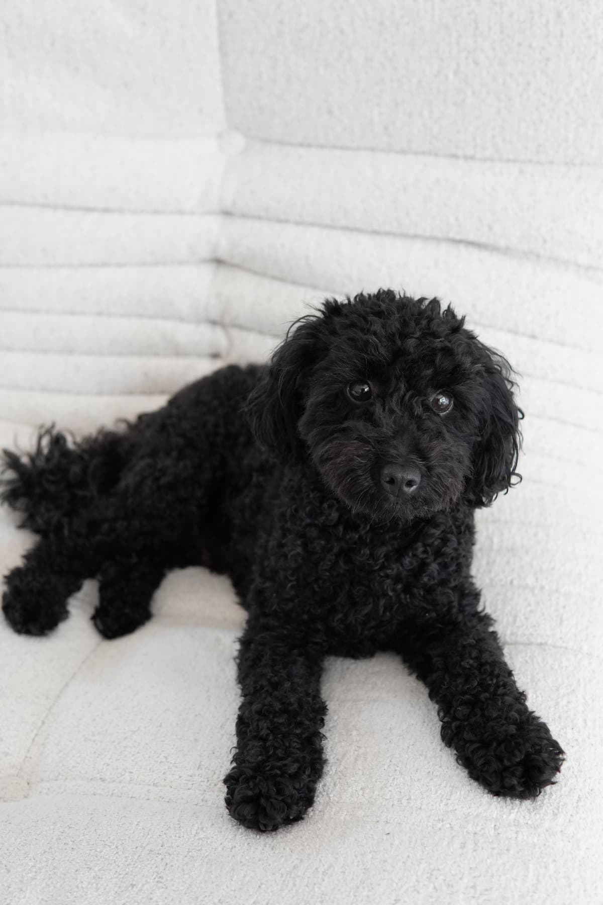 Woody - Kantoorhond - Search Engine Results